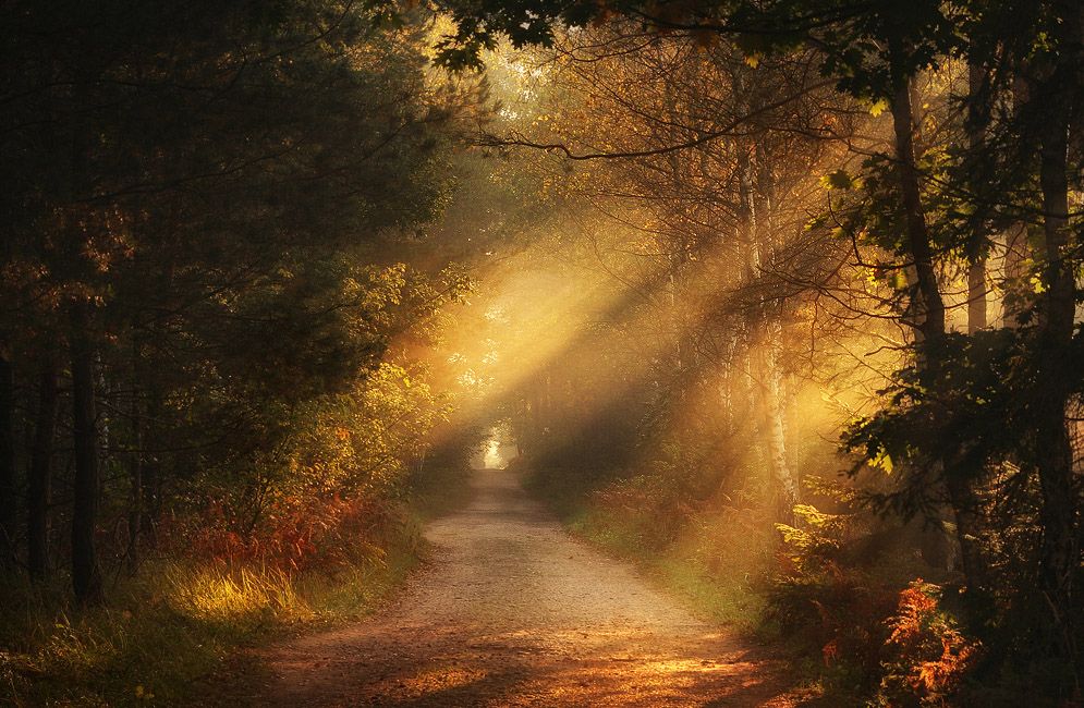 Dirt path through a forest with golden sunbeams filtering through autumn trees and misty light along the trail